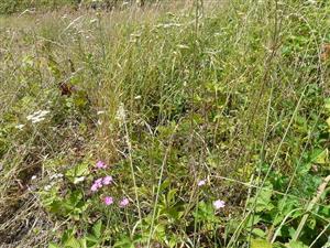 Dianthus collinus na lokalite Horné Jabloňovce_TML_6510_086